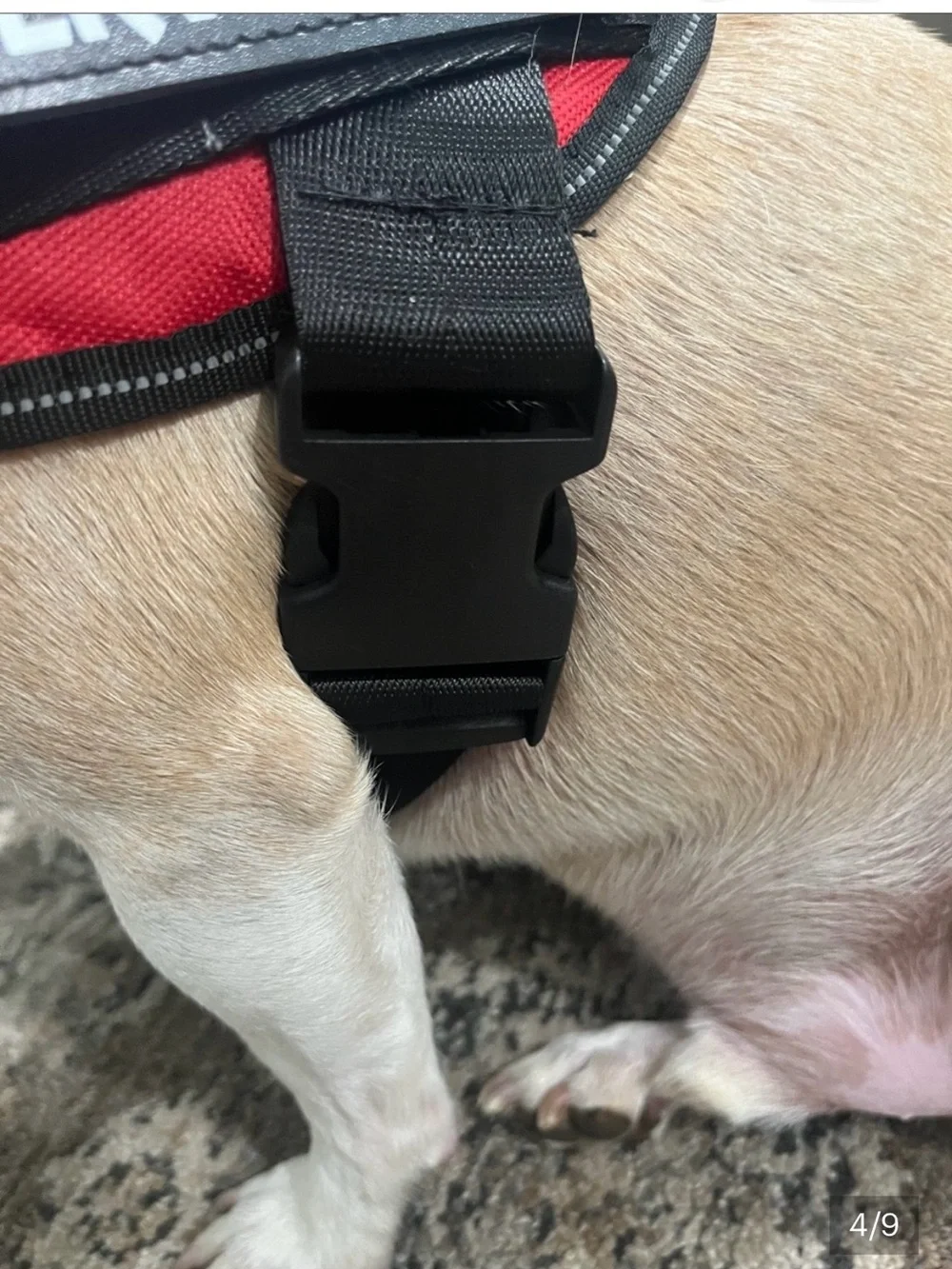 Service dog harness sz Med 25-30 lbs  Excellent condition